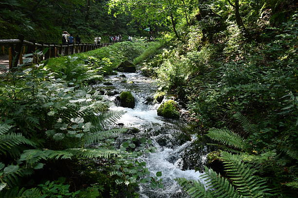 Golden Whip Stream Zhangjiajie
